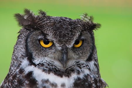macro photography of black owl thumbnail