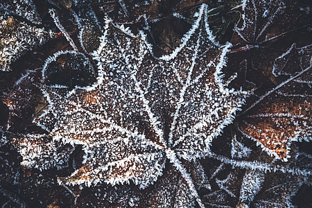 Winter tree leaf from forest with ice and snow thumbnail