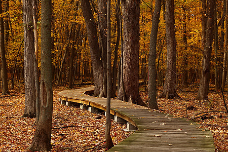 Boardwalk through the forest in Quebec, Canada thumbnail