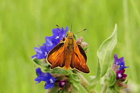 orange skipper moth on purple flower thumbnail