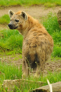 spotted hyena thumbnail