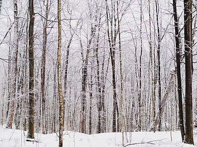 snow coated birch trees thumbnail