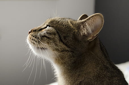 brown tabby cat thumbnail