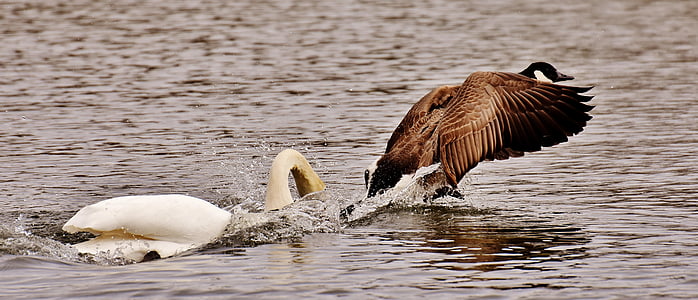 white flamingo and brown bird on body of water during daytime thumbnail