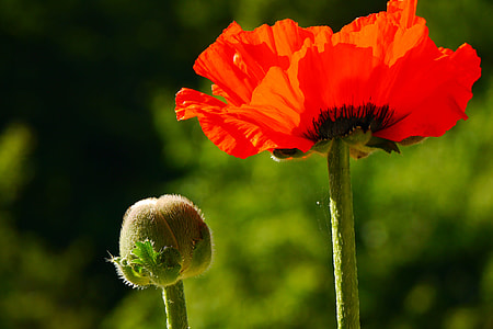 selective focus nad close-up photography of red poppy thumbnail