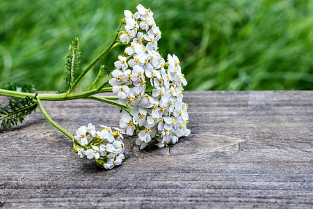 white flower thumbnail
