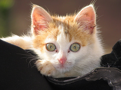 close up photo of beige and white fur kitten on black zip purse thumbnail