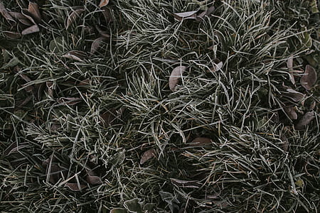 brown grass with dried leaves thumbnail