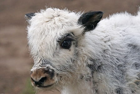 wildlife photography of white animal thumbnail