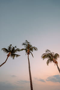 three pal trees thumbnail