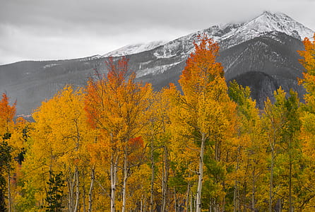 brown and green trees surround by gray mountains thumbnail
