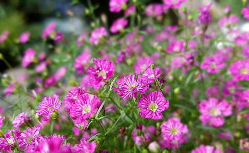 purple flowers thumbnail