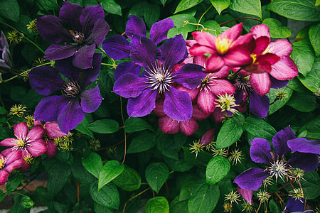Fence with Flowers thumbnail