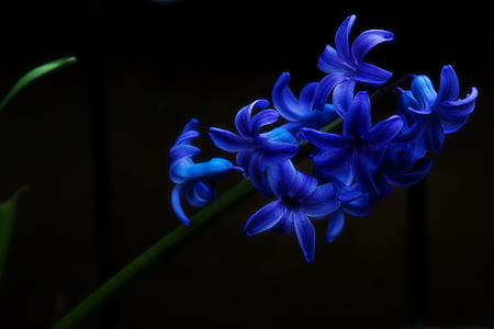 close-up photo of blue petaled flowers thumbnail