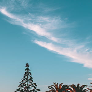 trees under white clouds and blue sky during daytime thumbnail
