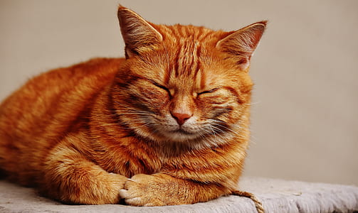 orange tabby cat thumbnail