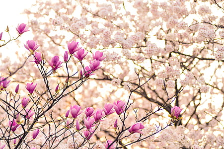 pink cherry blossom tree thumbnail