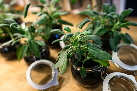 Green plants in glass jars on a table thumbnail
