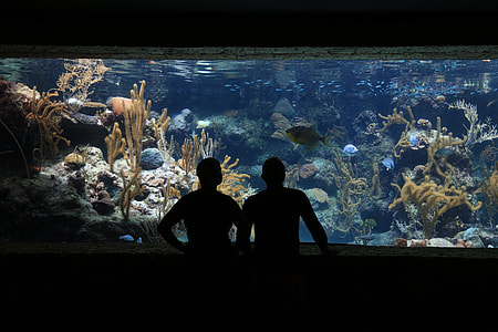rectangular gray framed fish tank thumbnail