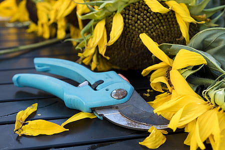teal pruning shears beside sunflower thumbnail