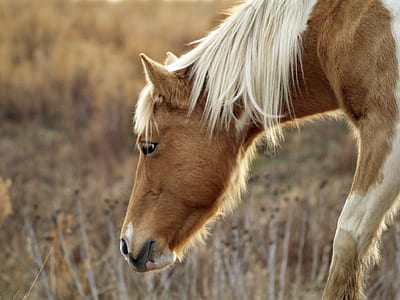 brown horse closeup photography thumbnail