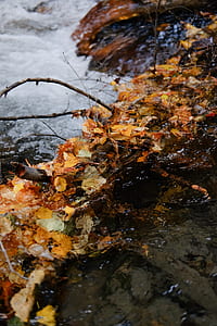 brown leaves stuck in river thumbnail