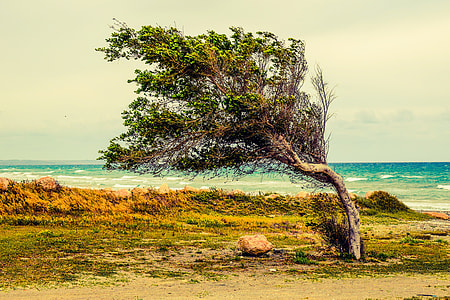 green tree near body of water thumbnail