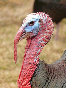 selective focus photography of turkey thumbnail