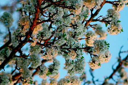 white leafed tree thumbnail