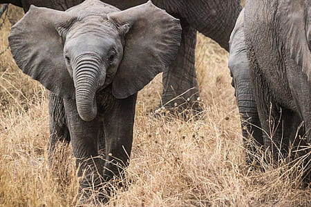 two gray elephants thumbnail