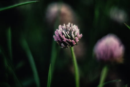 red clover flower in selective focus photography thumbnail