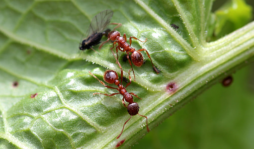 Red Garden Ant, Myrmica Rubra thumbnail