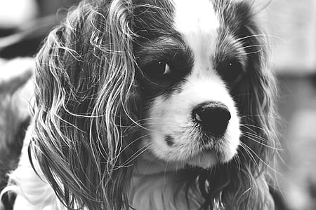 adult cavalier King Charles in gracyscale photography thumbnail