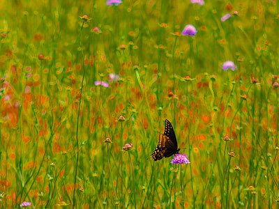 Spicebush Swallowtail, Wild Flowers thumbnail