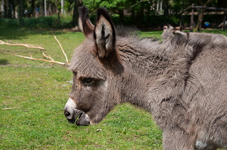 gray donkey on green grass thumbnail