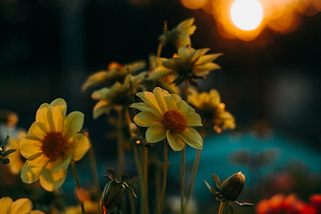 Selective Focus Photograph Of Flowers thumbnail