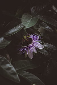 photo of purple flower thumbnail