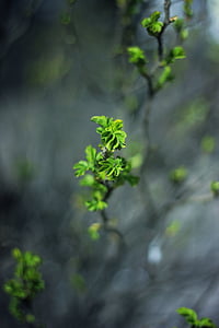 selective focus photography of green plant thumbnail