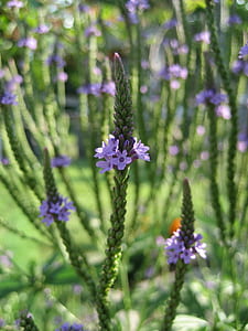 focused photo of green and purple flower thumbnail