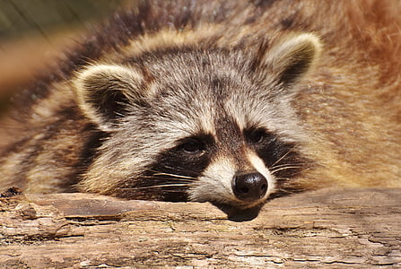 brown Raccoon lying on wood thumbnail