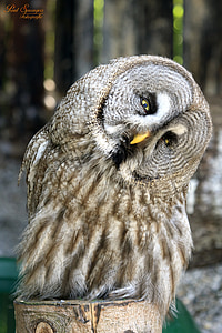 beige owl thumbnail