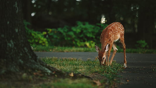 shallow focus photography of deer thumbnail