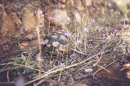 brown tortoise on grasses thumbnail