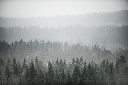 pine forest with fog thumbnail
