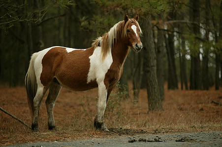 brown and white horse standing near forest thumbnail