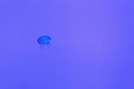 blue jellyfish thumbnail