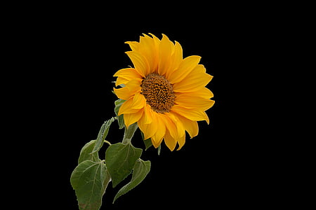 sunflower thumbnail
