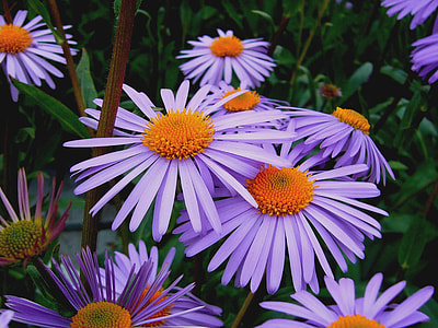 Aster Tongolensis, Michelmas Daisy thumbnail