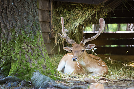 brown deer lying beside tree during daytime thumbnail
