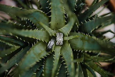two silver-colored band rings on green aloe vera plant thumbnail